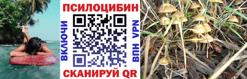 что такое   Шилка  Галлюциногенные грибы Magic Shrooms 